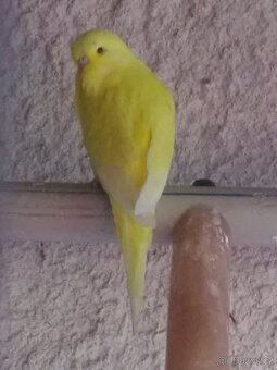 ANDULKA VLNKOVANÁ - 17