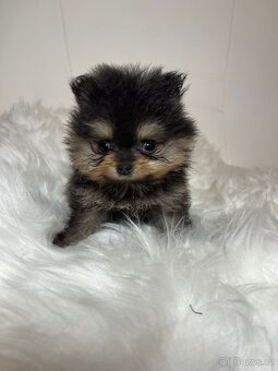 Pomeranian s PP FCI - nádherná štěňátka - 17