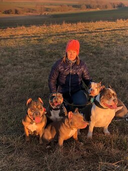 American Bully s PP ABKC - 17