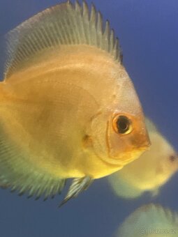 Terčovec- diskus - 17