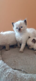 Ragdoll kotatka - 17