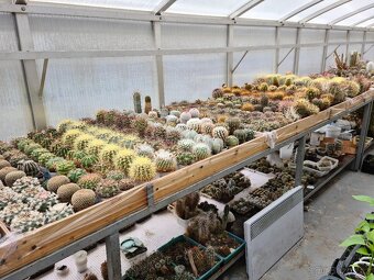 Prodám rozsáhlou sbírku kaktusů - 17