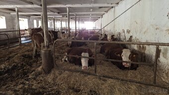 Prodej farmy, zemědělského areálu - 17