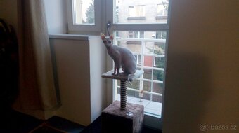kocour Sphynx - 17