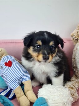 Owczarek szetlandzki piesek trikolor - 17