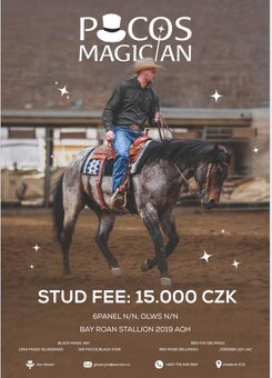 Připouštěni bay roan hřebcem Quarter horse - 17