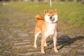 Shiba  štěňata s PP ODBĚR IHNED - 17