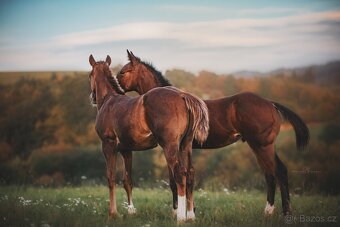 Připouštění hřebcem APPALOOSA - 17