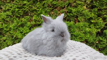 Zakrslý králík, králíček -(TEDDY)-FLORIAN - 17