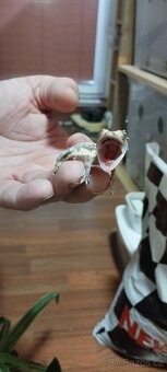 3.8.2 Correlophus ciliatus - Pagekon řasnatý - 17