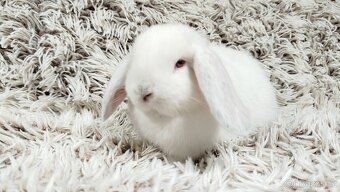 Zakrslý beránek, králíček, králík - MOLLY - 17