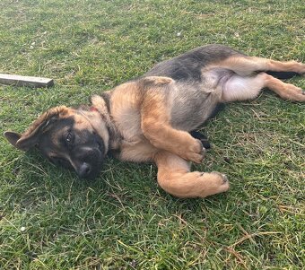 Německý ovčák - štěňata s PP - 17