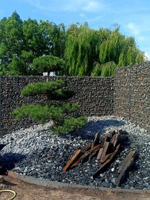 Tvarovaná borovice černá-lesní, velké bonsaje - 17