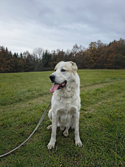 SAO/středoasijský pastevecký pes–štěňata k rezervaci bez PP - 17