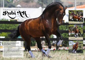 Lusitano hřebec PSL 2025 TOP drezurní linie - 17