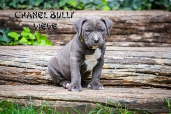 American bully XL/XXL - 17