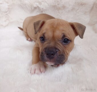 Štěňátka s PP - 17