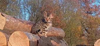 Kočka bengálská - 17