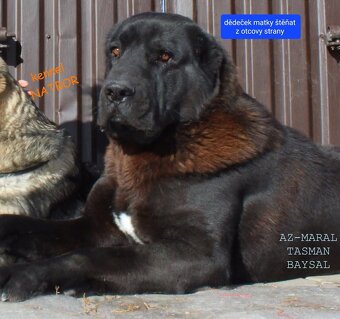 SAO-Středoasijský pastevecký pes-štěňata - 17