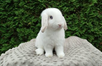 Zakrslý beránek, králíček, králík - NOAH - 17