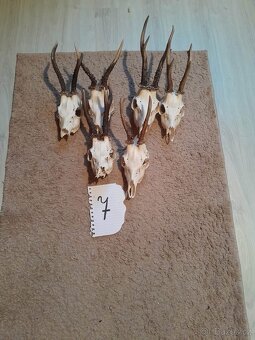 Prodám parohy - 17