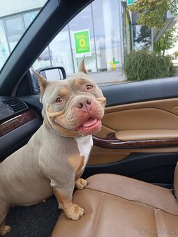 Štěňátka American bully pocket s PP - 17