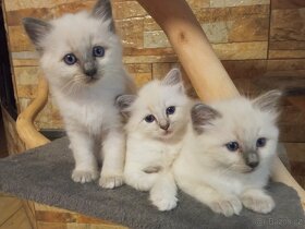 Kocourek Ragdoll ke krytí - 17