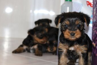 Yorkšírský teriér krytí, připuštění - 17