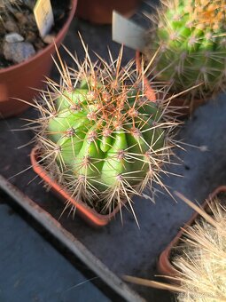 Kaktusy a sukulenty - 17