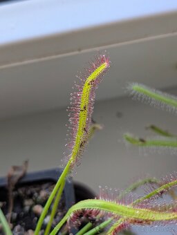 Rosnatka kapská, Drosera capensis - 17