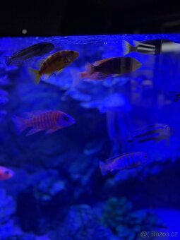 Luxusní vybavené akvárium + ryby - 17