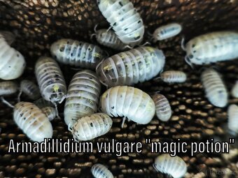 Isopody, chvostoskoci, mnohonožky, burzy, posílám - 17