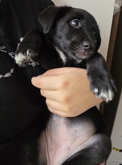 Štěňata k rezervaci - Rhodéský ridgeback × Border kolie - 17