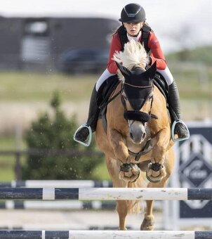 Klisna hafling - pony B do sportu - 17