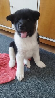 Americká akita štěňátka pejsek a fenečka - 17