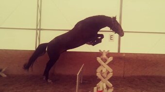 Lusitano klisna nar. 5/2024 - 17