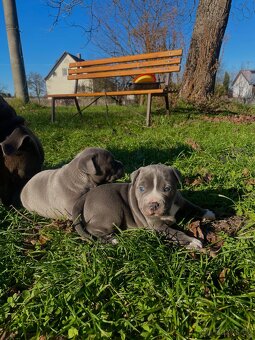 🐾 Americký stafordšírský teriér – modrá štěňátka Bibi a Oli - 17