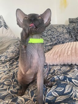 Kočičky Sphynx - 17