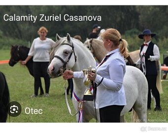 Valašek Český sportovní pony - 17