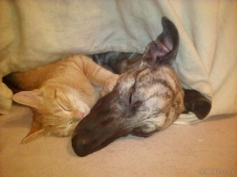 Whippet štěňátka bez PP po rodičích s PP ( FCI). - 17