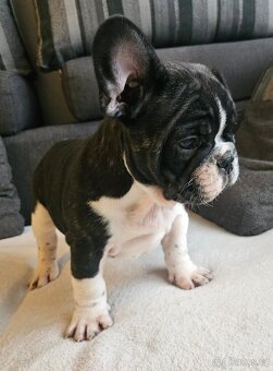 Francouzský buldoček - 17