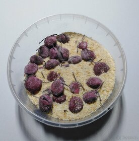 Rohlíkové boilies - 17