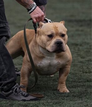 AMERICAN BULLY POCKET KRYTÍ - 17