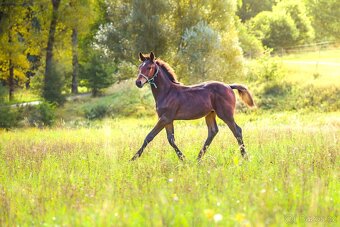 ČT hřebeček 2025 - Možnost splátek - 17