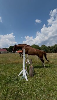 ČT kobyla 2012 - 17