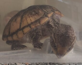 Akvárium - terárium + želva. - 17