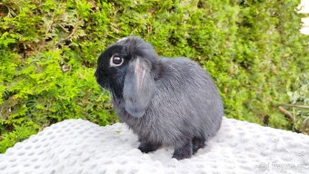 Zakrslý beránek, králíček, králík - ELLA - 17