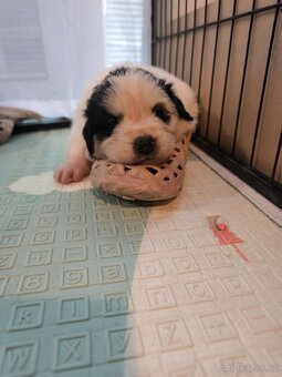 Šteniatko tornjaka s PP - 17