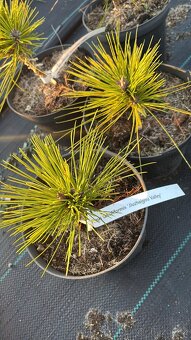 Borovice c2 doprava - 17