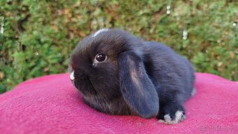 Zakrslý beránek, králíček, králík - DAN - 17